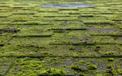 7 Roof Maintenance Tips for Springtime