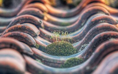 How To Remove Moss From A Roof
